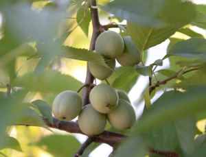 American plums--beginning to ripen.