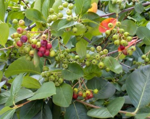 Aronia berries beginning to turn color.