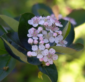 Aronia melanocarpa (black chokeberry) flowers in early May.