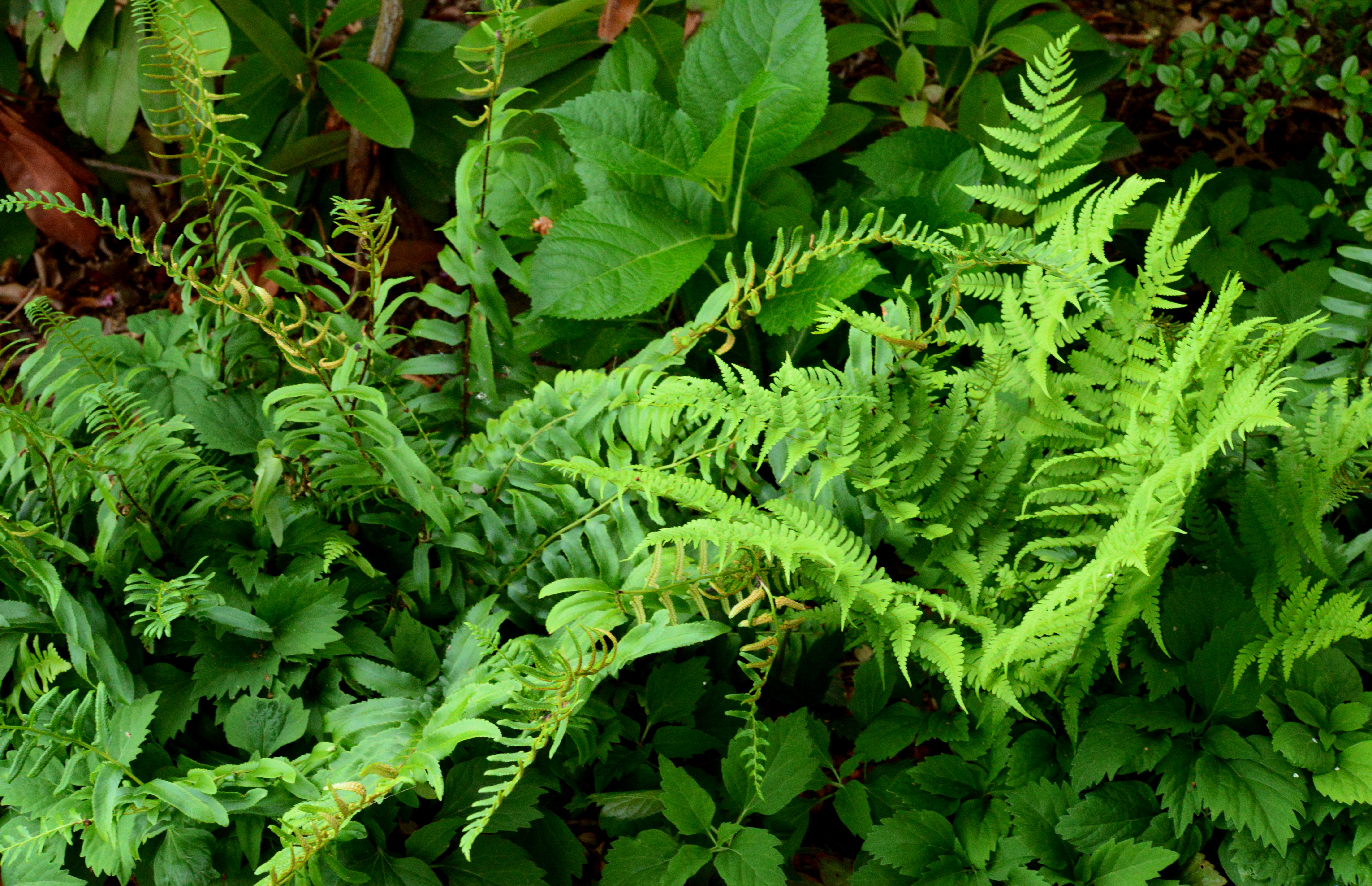 Image of Ferns and Pachysandra